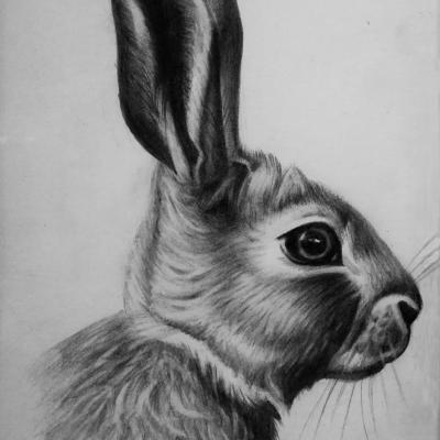 Krolik
